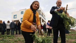 3 ayda hasat vakti geldi, kilosu 60 liradan satılıyor