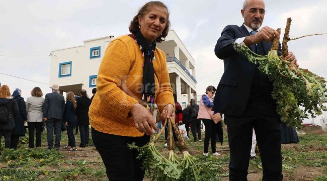 3 ayda hasat vakti geldi, kilosu 60 liradan satılıyor