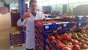 Avrupa bu domateslerden almak için sıra bekliyor