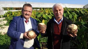 Dönümde 100 bin liraya kadar gelir sağlıyor, üreticiliği yaygınlaşıyor