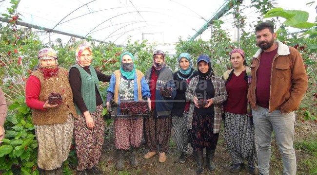 Havalar sıcak gidince erken olgunlaştı, hasadı yapılan ürünün kilosu 110 lira