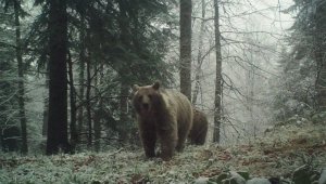 Havaların soğumasını bekleyen ayıları uyku tutmadı
