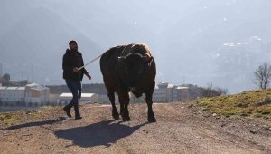 Heykeli yapılan boğa 500 bin liraya satıldı