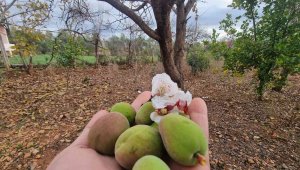 Kayısı ağacı kış ortasında çiçek açıp çağla verdi