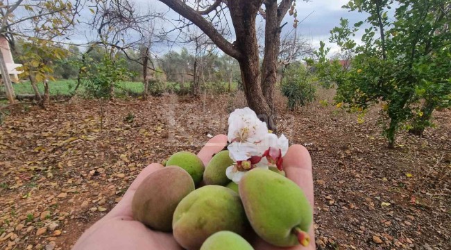 Kayısı ağacı kış ortasında çiçek açıp çağla verdi