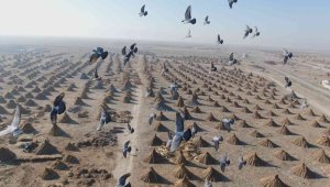 Normalde eksi 10 derecede toplanıyordu, gelmeyen kış onları da vurdu