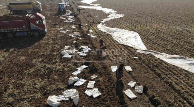 Ocak ayında elle sökümü yapılan ürün, dünya pazarına hazırlanıyor