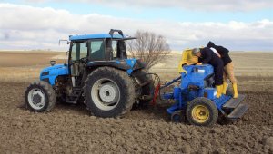 Şehirde ilk kez ekimi yapıldı, Temmuz ayında hasadı gerçekleşecek