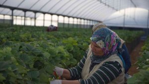 Topraksız üretiliyor, yurt dışı taleplere yetişilemiyor