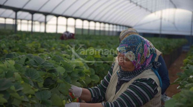 Topraksız üretiliyor, yurt dışı taleplere yetişilemiyor