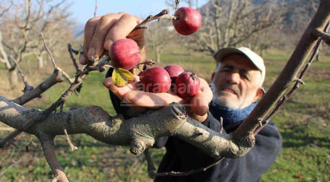 Yalancı bahar şaşkına çevirdi, elma ağaçları kışın meyve verdi