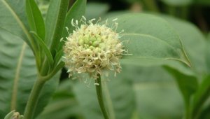 Dağlarda ilk kez rastlanan ot bilim dünyasına kazandırılıyor