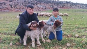 Enkaz altında kalan 9 kuzu 11 gün sonra kurtarıldı