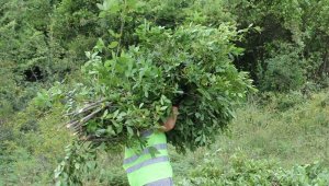 Köylüler ormandan 16 milyondan fazla gelir sağlıyor