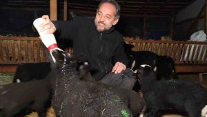 Kuzular için güvenlik kamerası başında sabaha kadar doğum nöbeti