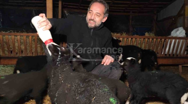 Kuzular için güvenlik kamerası başında sabaha kadar doğum nöbeti