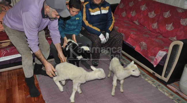 Yeni doğan kuzular donmasın diye evde bakıyorlar