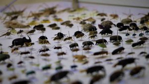 10 yılda 200 bin böcek topladılar, özel kutularda saklıyorlar