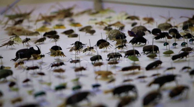 10 yılda 200 bin böcek topladılar, özel kutularda saklıyorlar