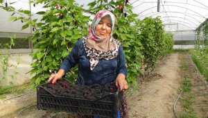 20 gün erken olgunlaştı, hasadı başlayan ürün kilogramı 50 liradan satılıyor