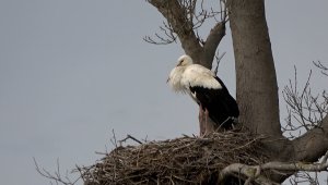 7 bin kilometre yol kat eden leylekler gelmeye başladı