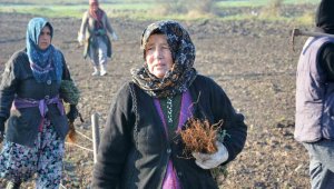 Bakanlık destekliyor, 3 bin yıllık kültür yıllar sonra toprakla buluştu