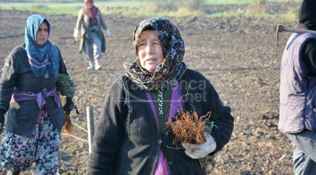 Bakanlık destekliyor, 3 bin yıllık kültür yıllar sonra toprakla buluştu