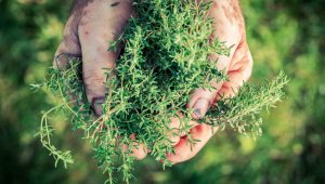 Bölge ekonomisine katkısı çok büyük, hedef 150 milyon dolar