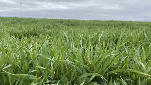 Bölgede 2 milyon ton rekolte bekleniyor