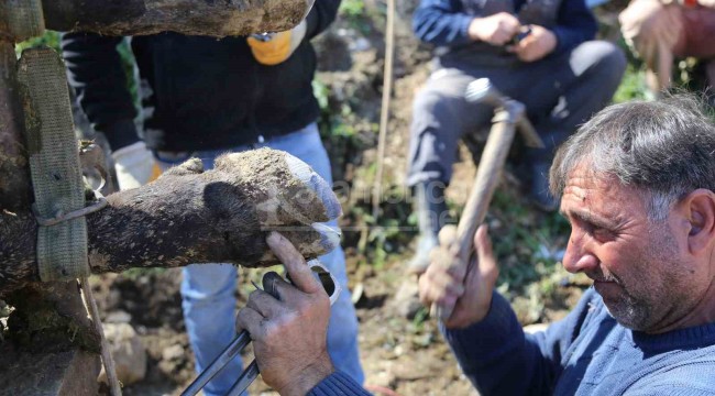 Bu işi yapmak için yılda iki kez bin 600 kilometre yol kat ederek geliyor