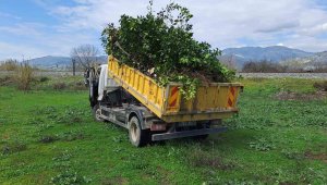 Budanmış atık dallardan dezenfektan üretiyorlar