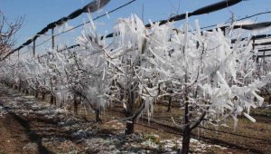 Dona karşı sulanan elma ağaçları buzulları aratmadı