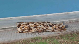 Durali Küçükcilasun sokakta ölü bulundu