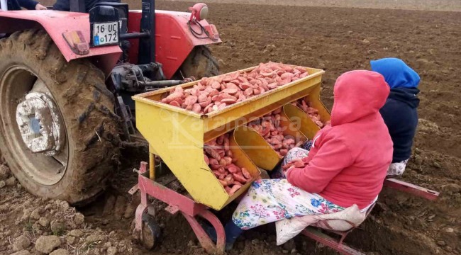 Fabrikalar fiyatı artırınca ekim alanı 10 bin dekara çıkarıldı