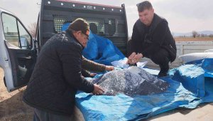 Fiyatı yükselişe geçince üreticiler bu yıl tarlalarına bu ürünü ekmeye başladı