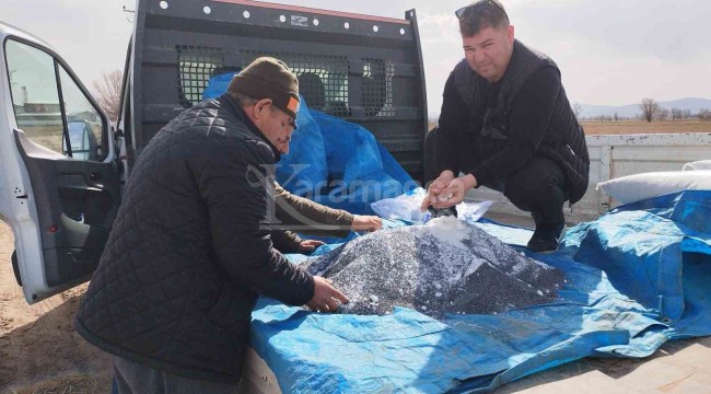 Fiyatı yükselişe geçince üreticiler bu yıl tarlalarına bu ürünü ekmeye başladı