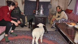 Geçim kaynağı oğlaklar üşümesin diye evlerinde bakıyorlar