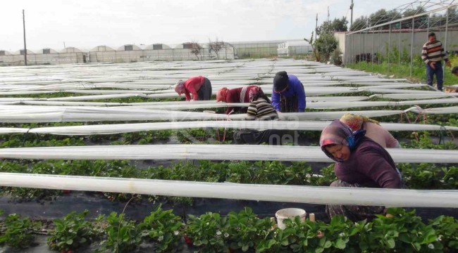 İlçede 3 bin aile bu ürünü ekiyor, 10 bin kişi ekmeğini buradan çıkartıyor