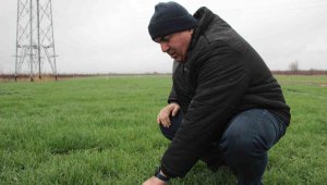 Karaman'da yağmur yağışı üreticiyi sevindirdi