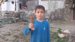 Köylüler ormandan toplayıp satıyor, kilosu bin lira