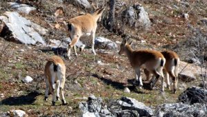 Köylünün ürkek misafirleri, avlamak ve evcilleştirmek yasak