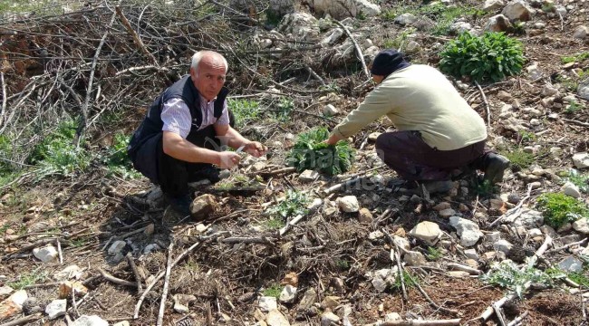 Ormanlık alana giren köylüler her yerde onu arıyor, kilosu 6 bin 500 lira