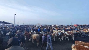 Şap tehdidi ilçedeki Türkiye'nin en büyük hayvan pazarında yoğunluğu artırdı