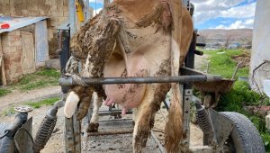 Süt veriminin artması için köy köy gezerek bu işi yapıyorlar