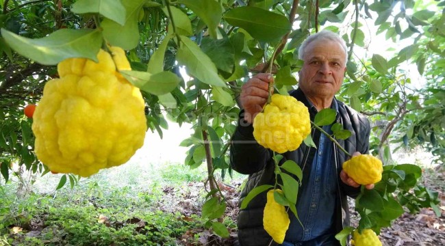 Tek ağaçtan 500 kilo hasat yapıyor, ürünler sıra dışı büyüklüğe ulaşıyor