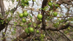 Turfanda örtü altı can erik hasadı başladı