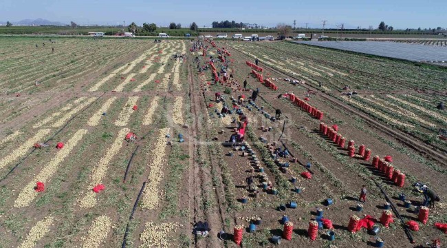 Bu yıl iki kat ekildi: Turfanda hasat başladı, fiyatı düşmeye başlayacak