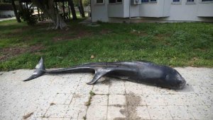 Erdemli'de dev yunus balığı ölü olarak karaya vurdu