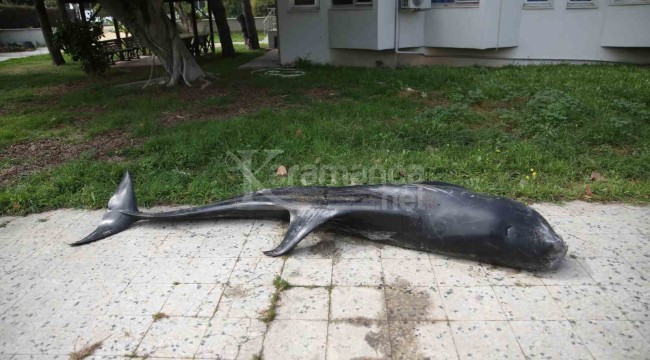 Erdemli'de dev yunus balığı ölü olarak karaya vurdu