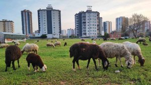 Köy ve kent iç içe geçti, apartmanlar arasında otlatılıyor